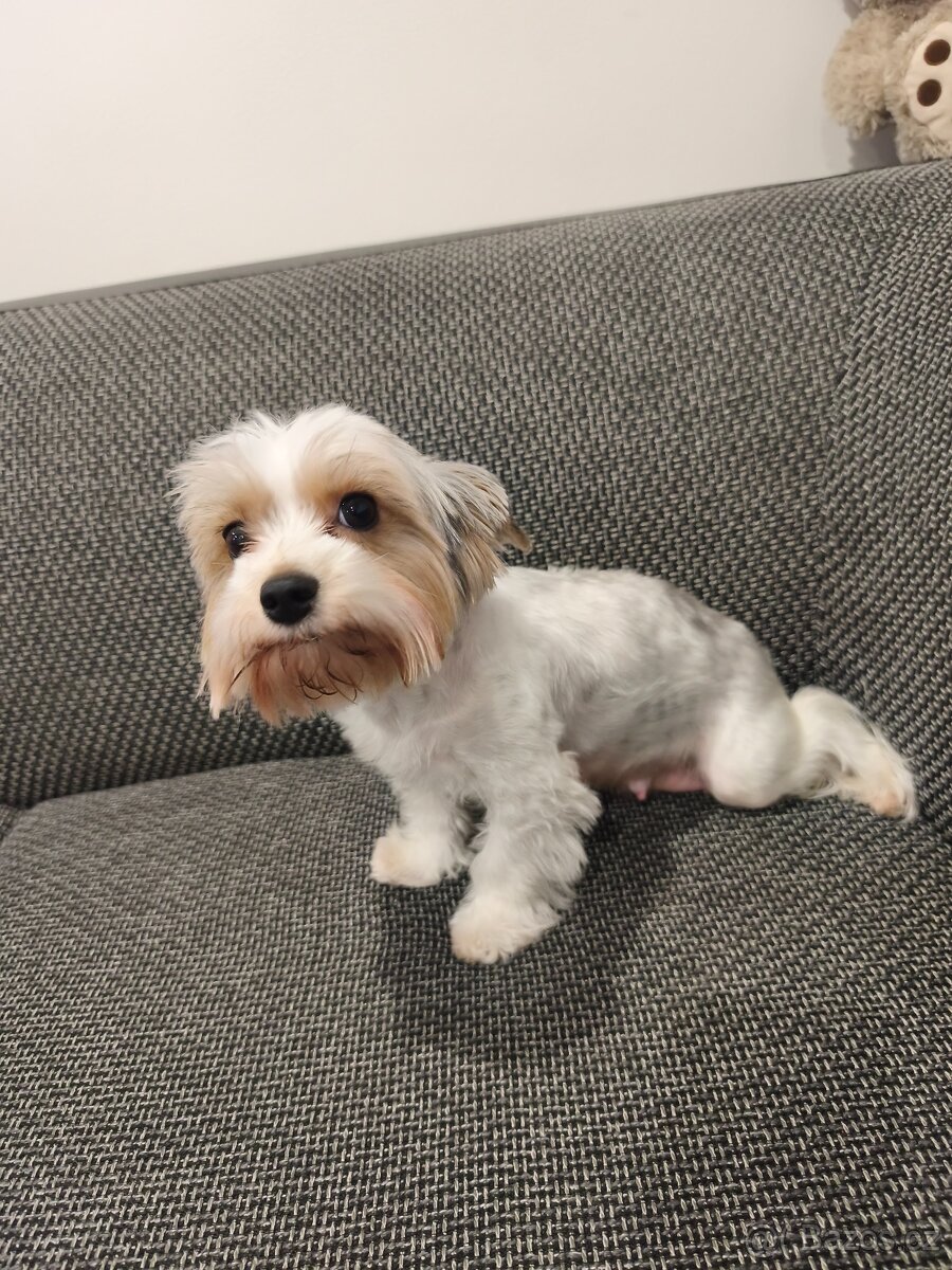 Jorkšírský teriér biewer - 3