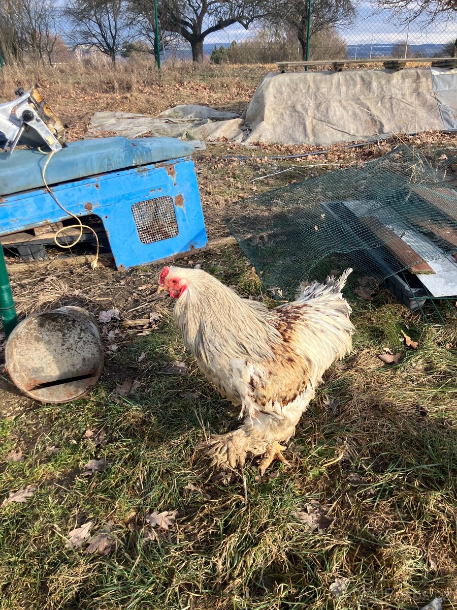 Prodám Brahmanky - 3