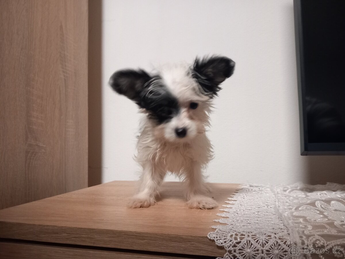 Jorkšírský biwer teriér - 3