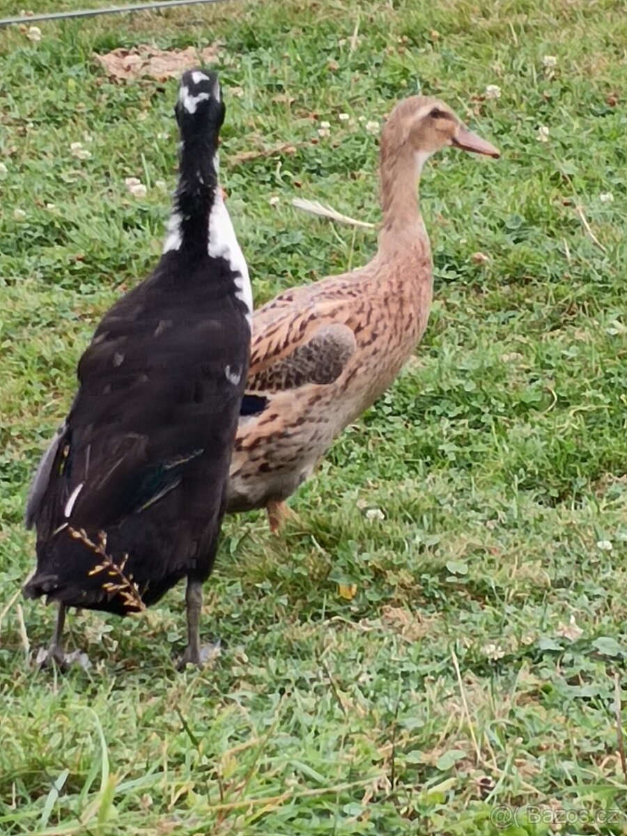 Indický běžec - 3