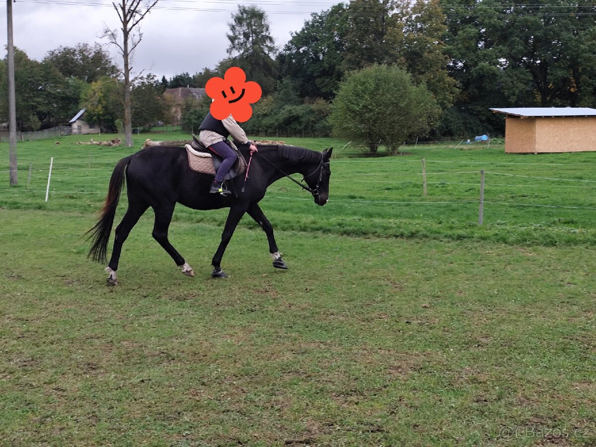 Valach a1/1 na prodej - 3