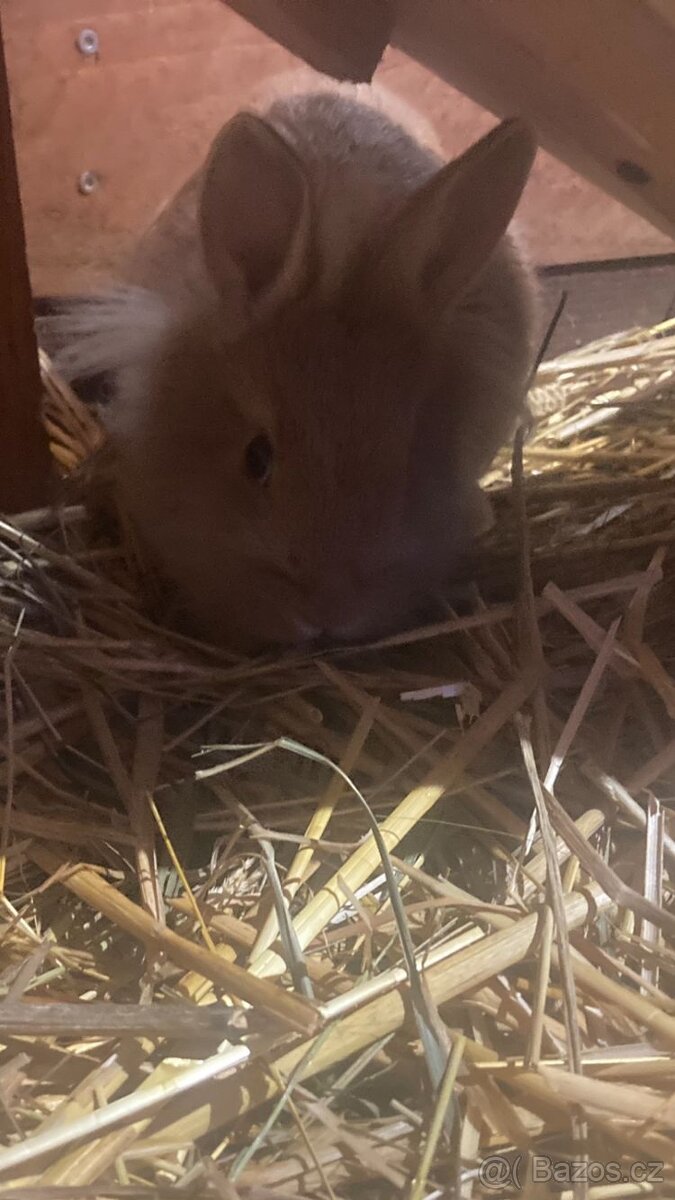 Králíček Lvíček zlatý - 3