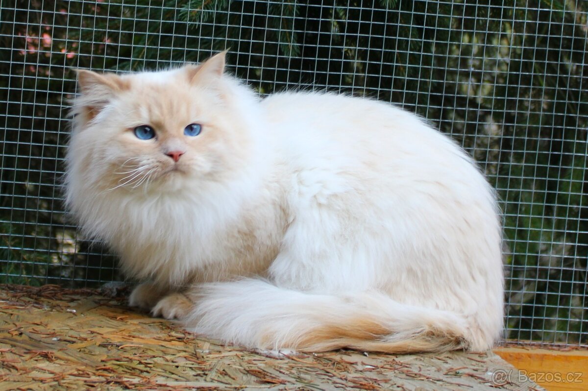 Sibiřská kočka - Neva Masqerade - 3