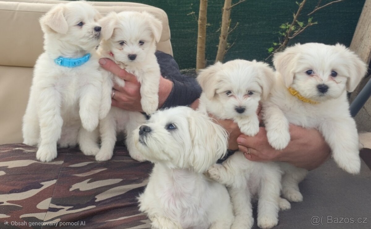 Maltézský psik - 3