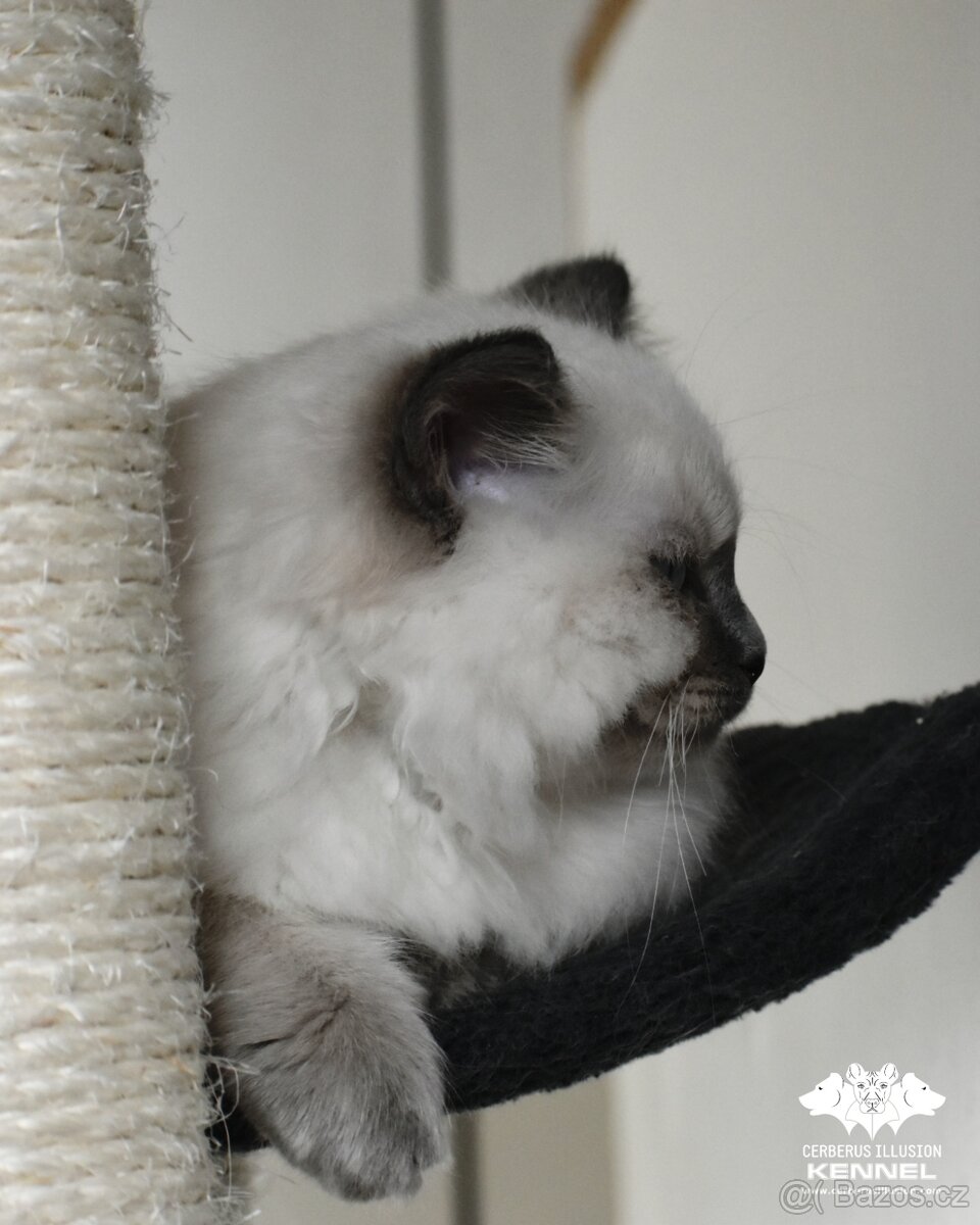 Ragdoll s PP - kočka na chov bez omezení pro ČR - 3