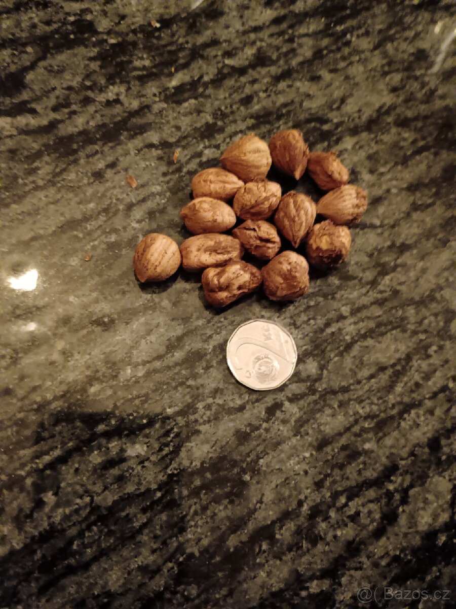 Lískové ořechy Zlín - 3