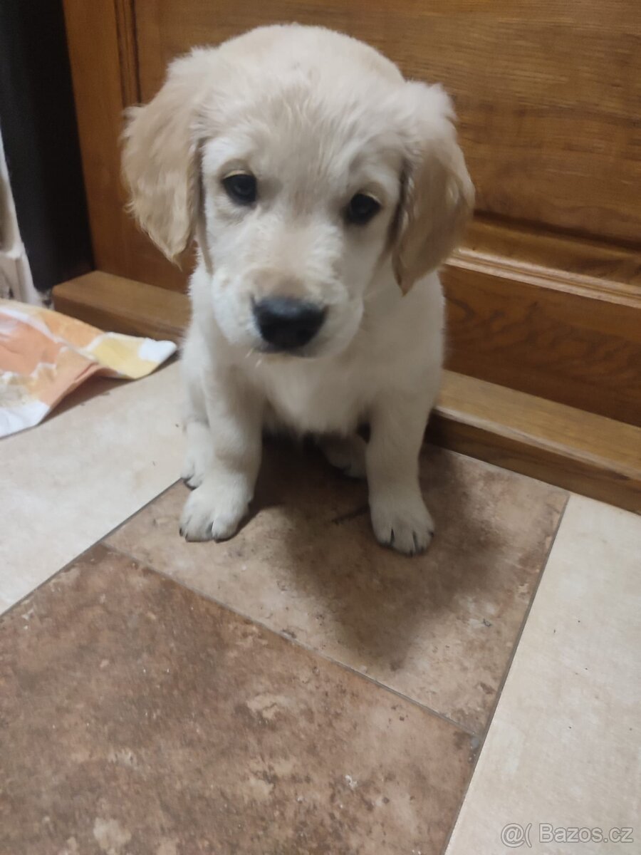 Zlatý retrívr štěňátka - 3