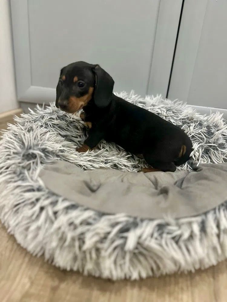 Jezevčík hladkosrstý trpasličí - 3