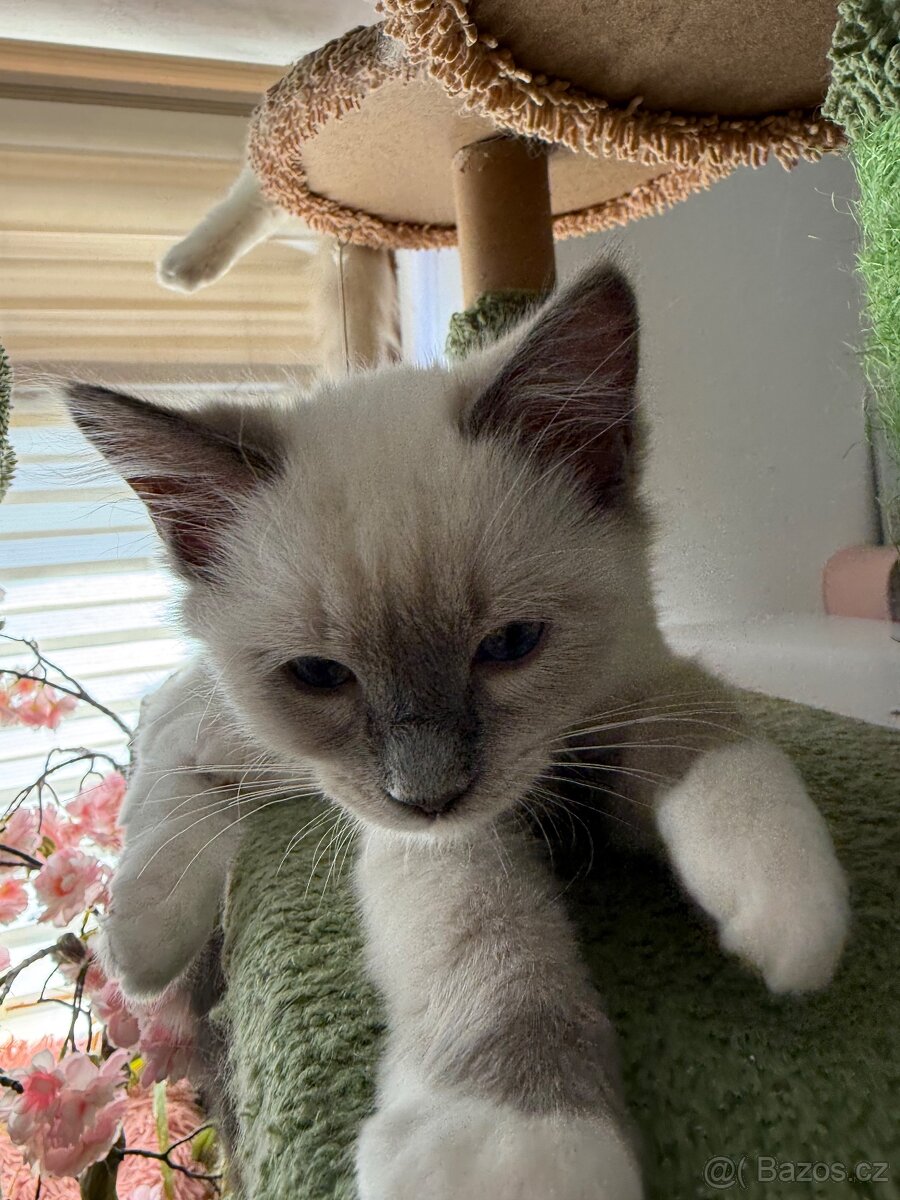 Ragdoll - 3
