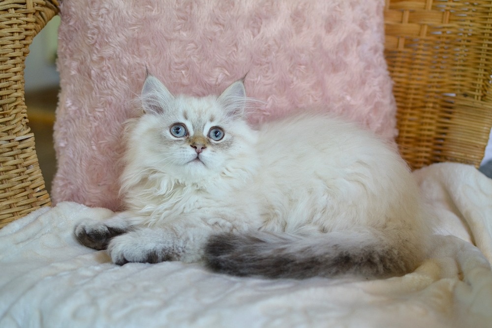 Krásný kocourek s PP ihned k odběru - 3