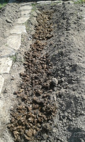 Kvalitní koňský hnůj - 3