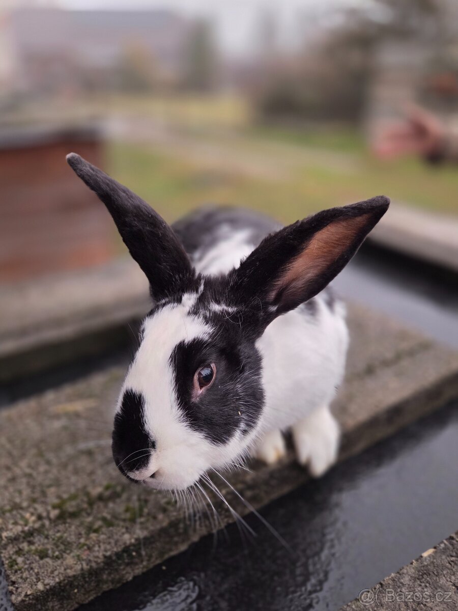 český strakáč samice a samec - 3
