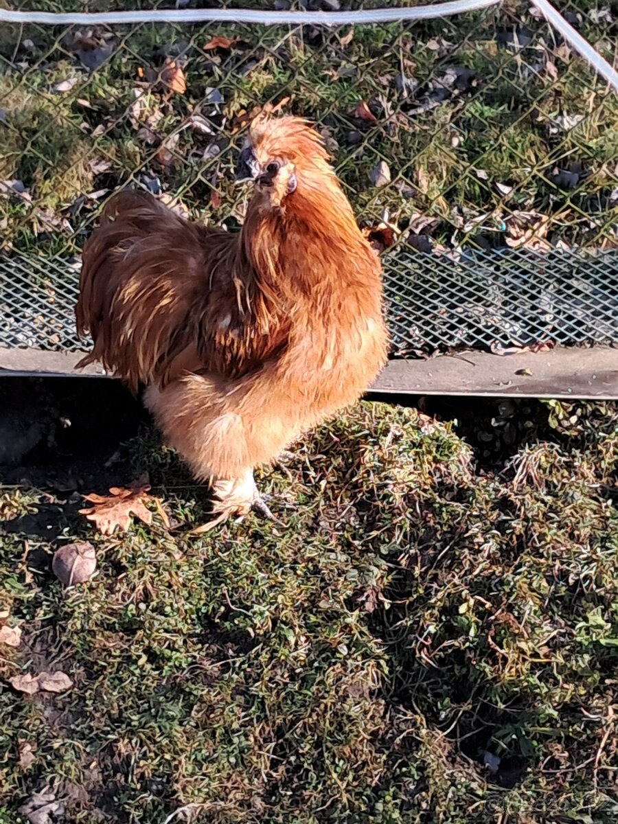 Hedvábnička EU - 3