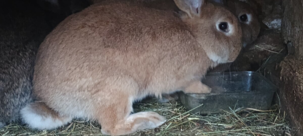 Králíky samce i samice - 3