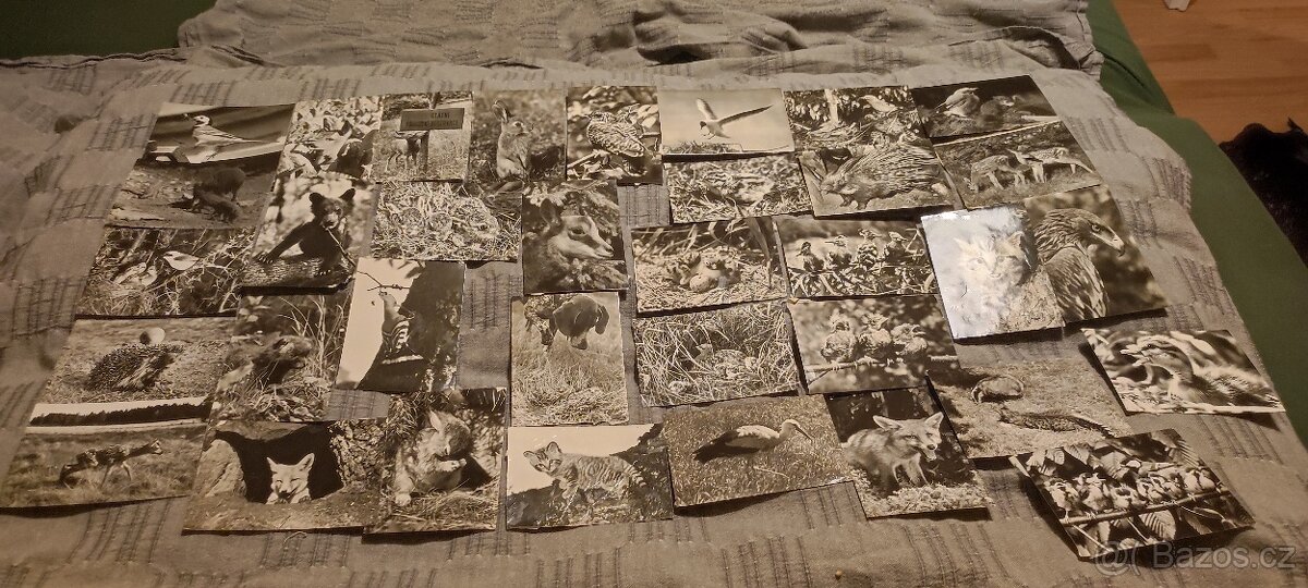 Staré pohlednice zvířat - 3