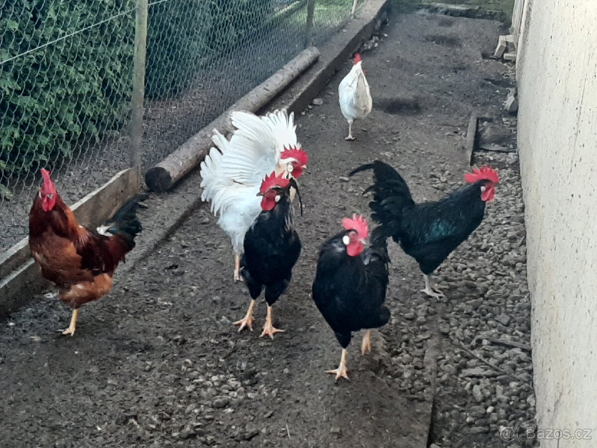 Kohout vlašak - 3