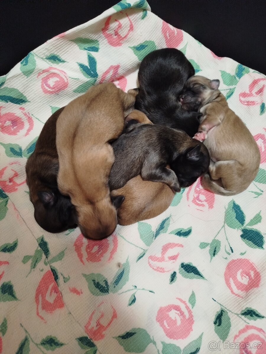 Tibetský španěl - štěňata s PP - 3