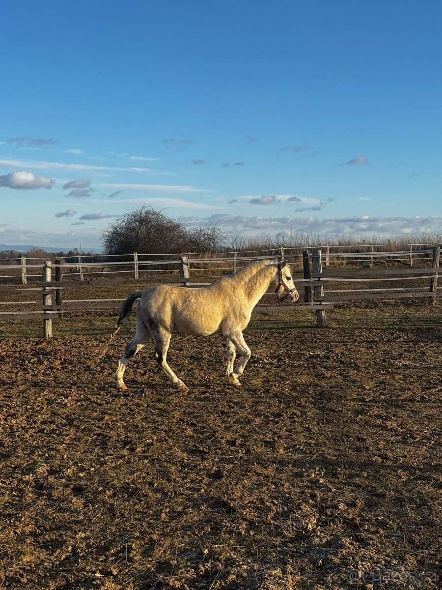 Welsh pony sekce B - 3