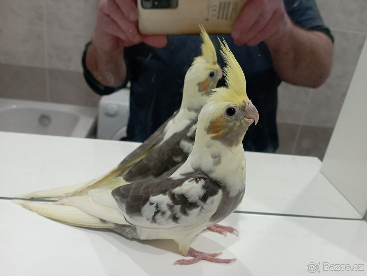 Korelky ručně dokrmené Brno - 3