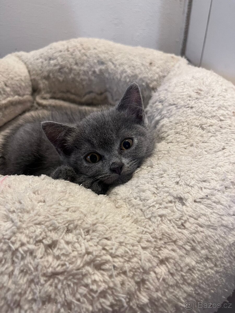 Britská modrá koťátka - 3