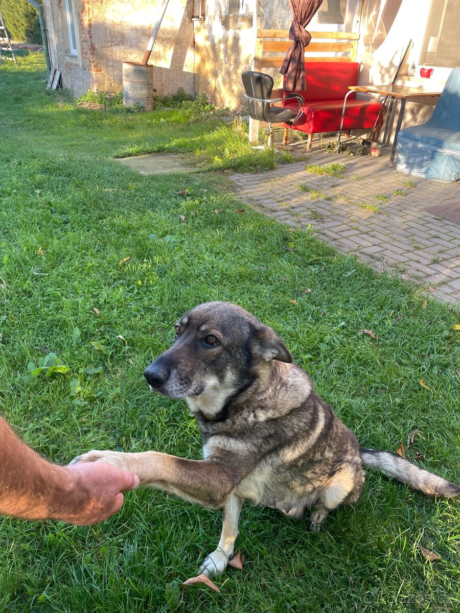 Štěně vlčáka - 3