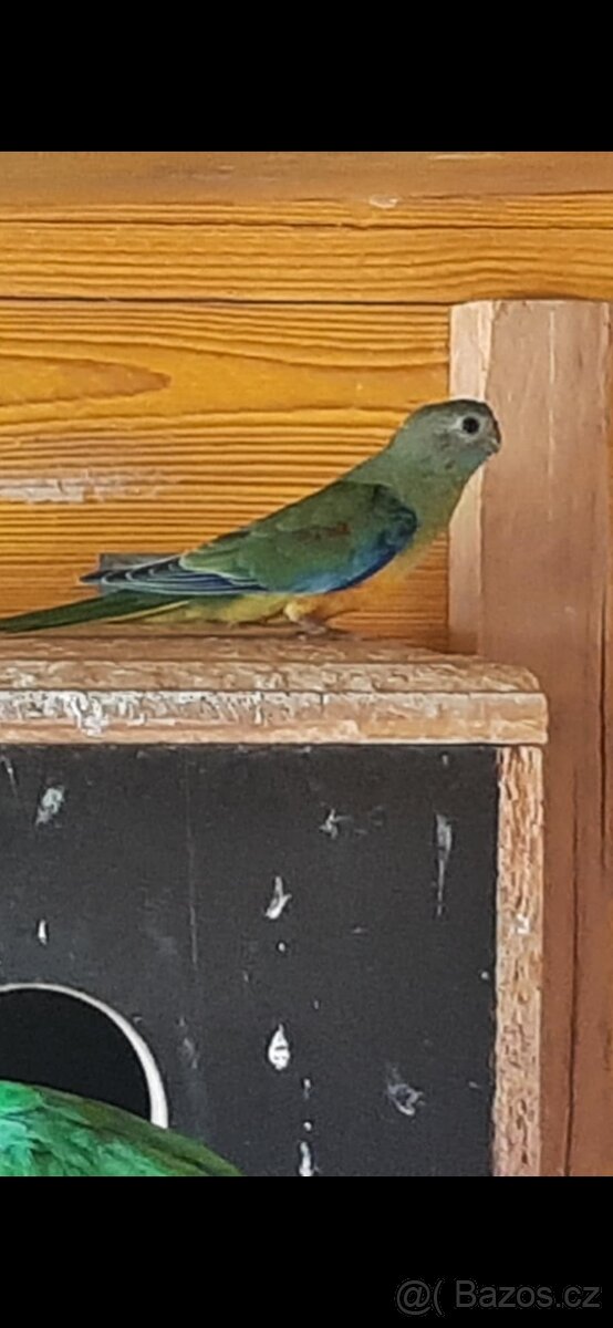 Neofema tyrkysova - 3