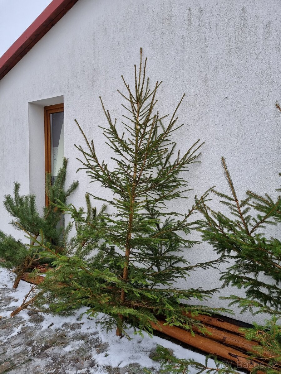 Vánoční stromek z prořezávky - 3