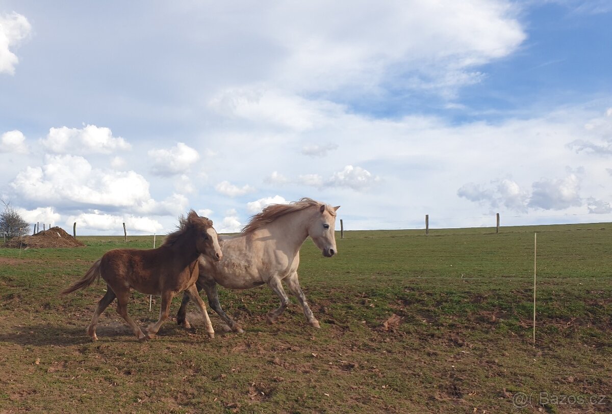 Klisnčka WPB - pony - 3