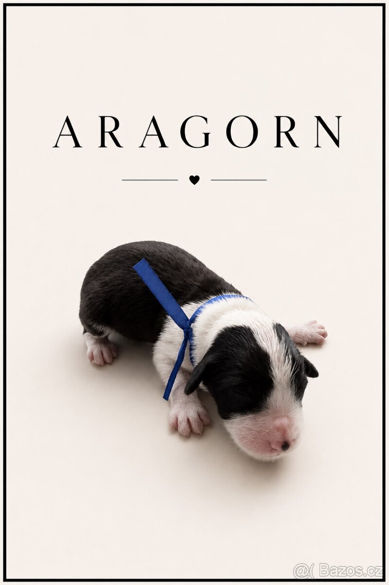 Bearded kolie - pes Aragorn - 3