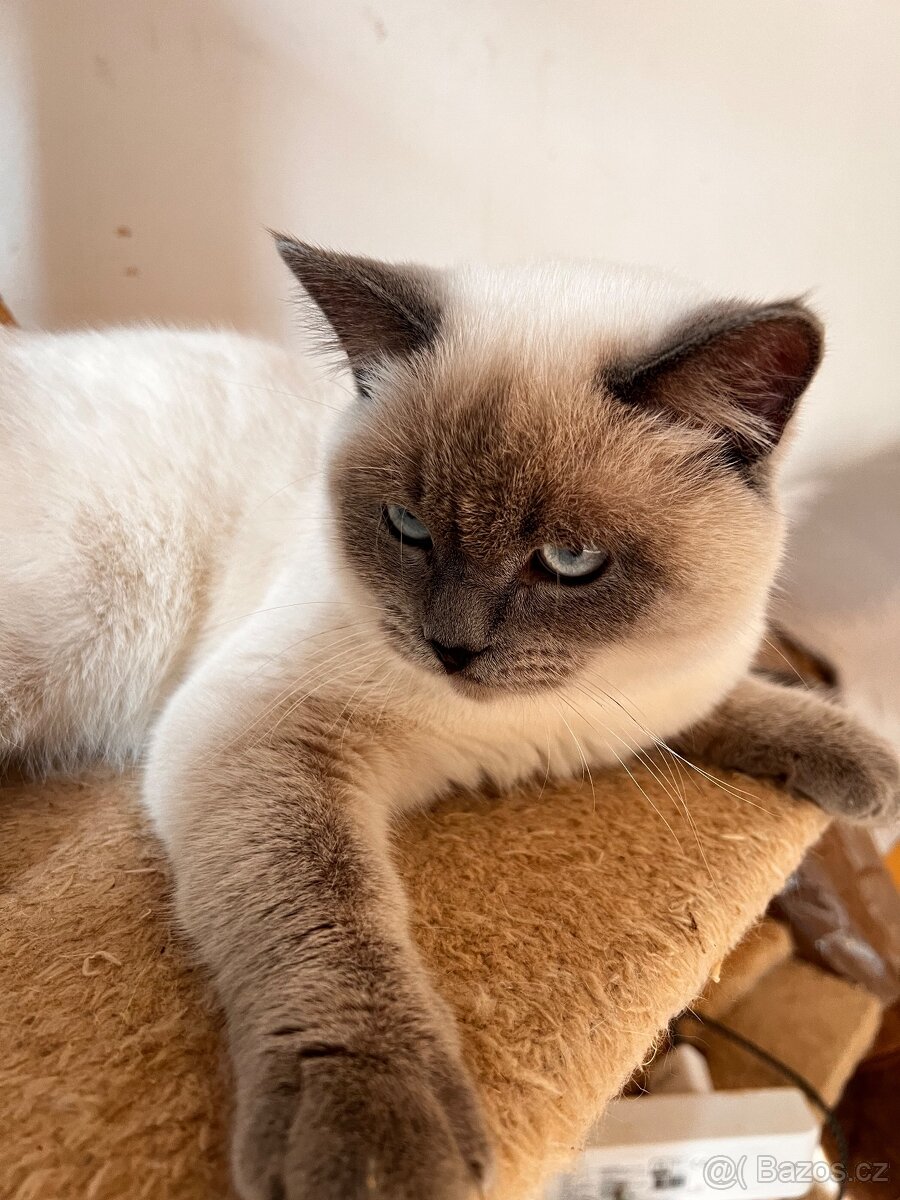 Skotská koťáta - 3