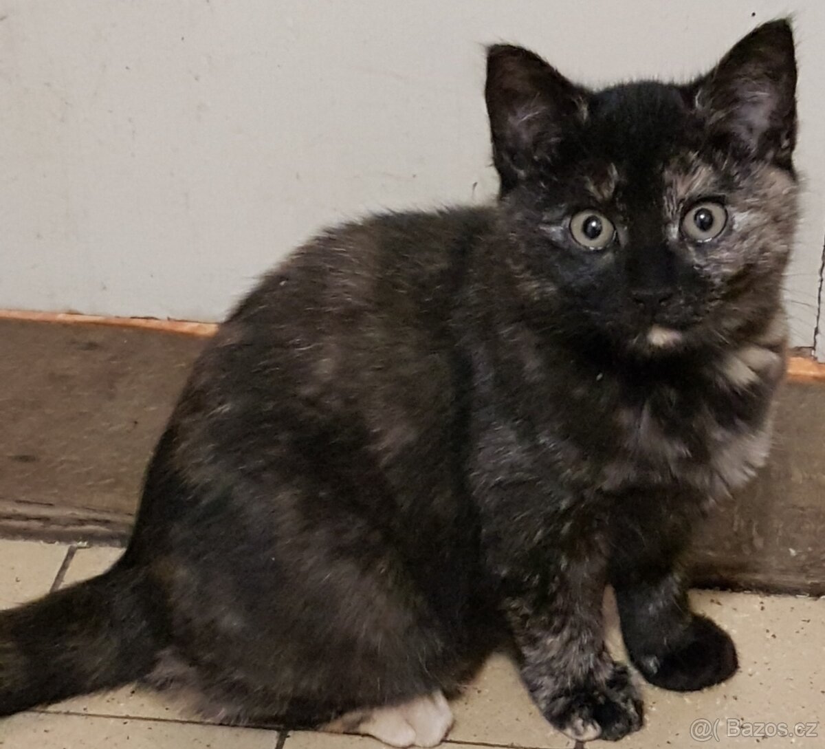 Darujeme koťátka - 3