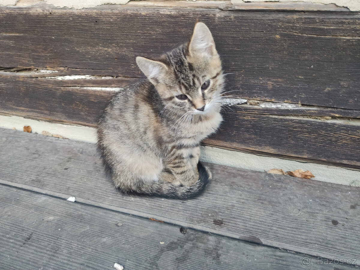 Mainská mývalí - kříženci - 3