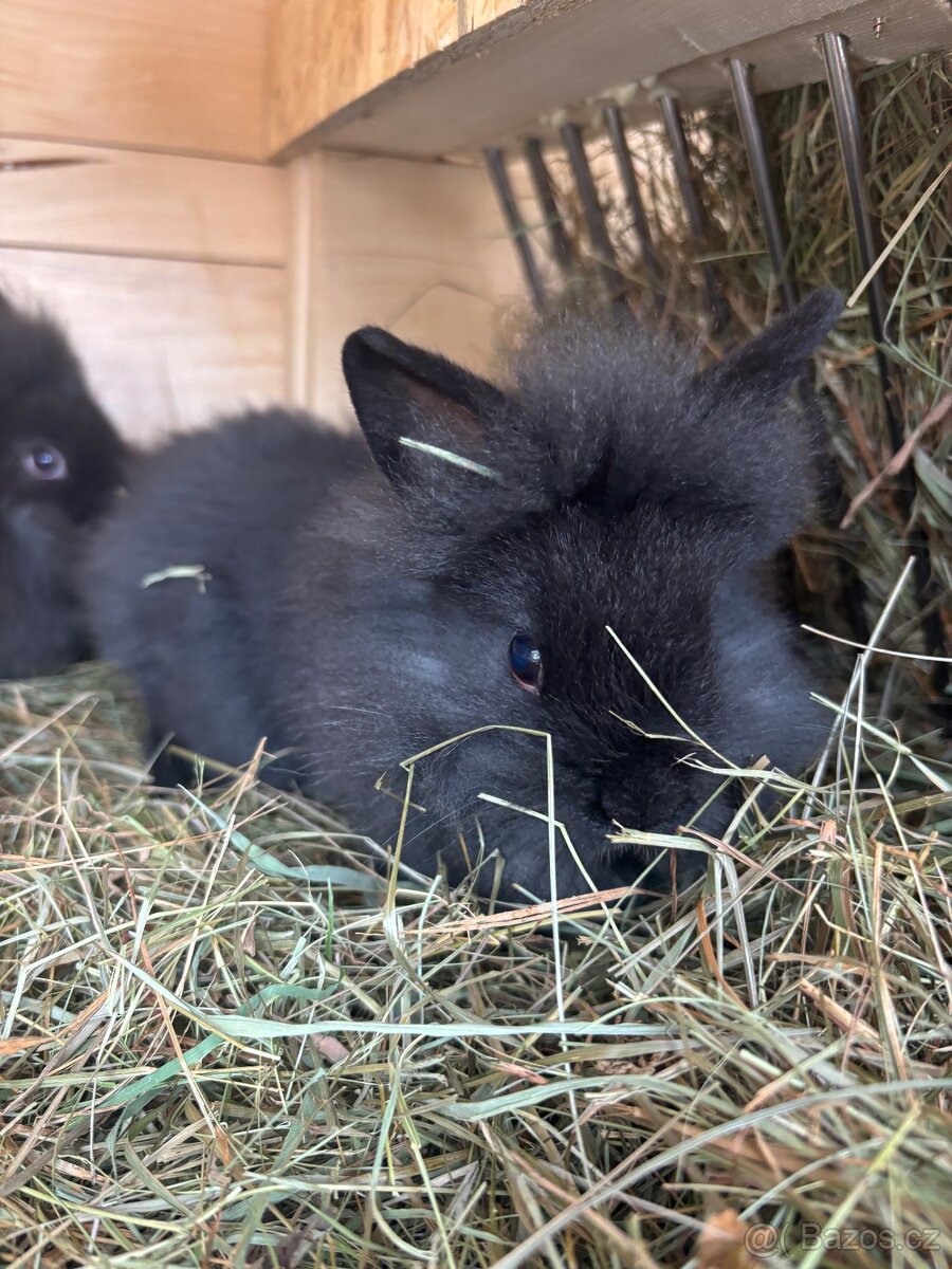 Zakrslí králíčci - 3