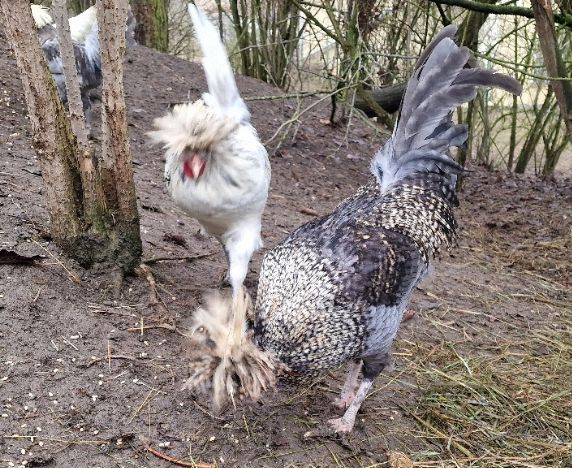 Kohouti Holanďanky, Hedvábničky - 3