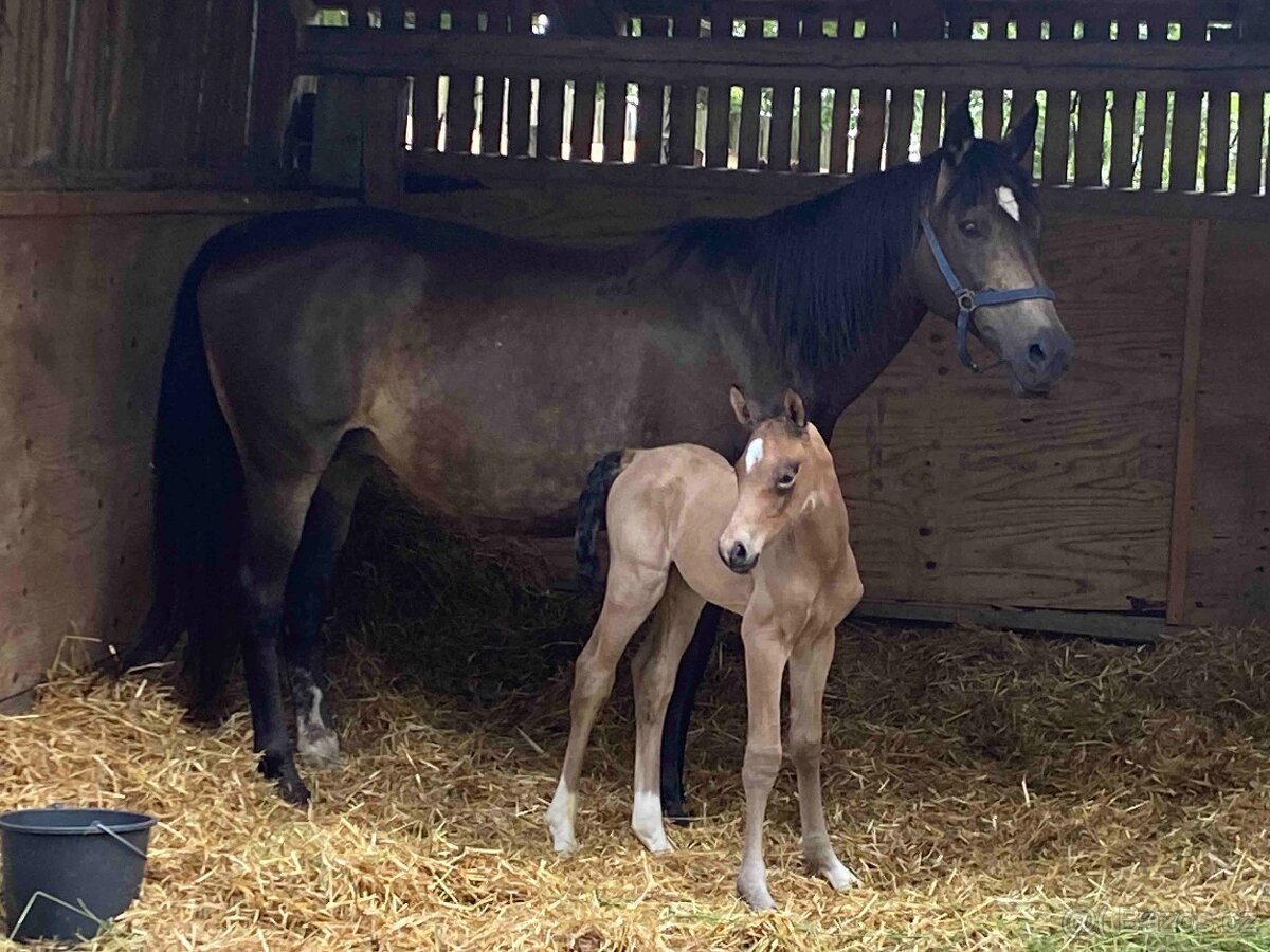 Plavák po Candarco - 3