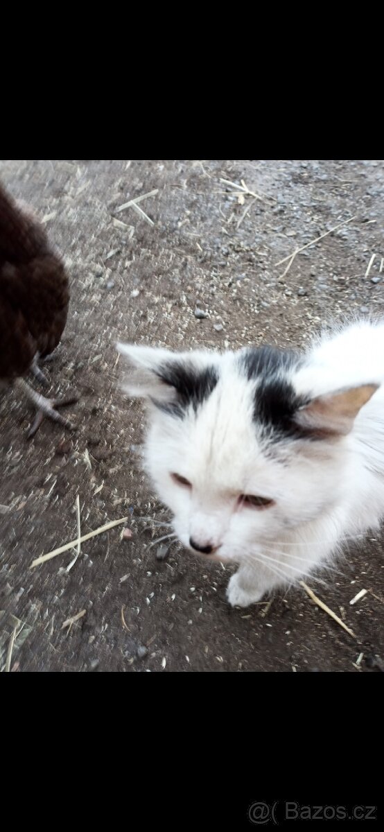 Daruji kočku a kocoura - 3