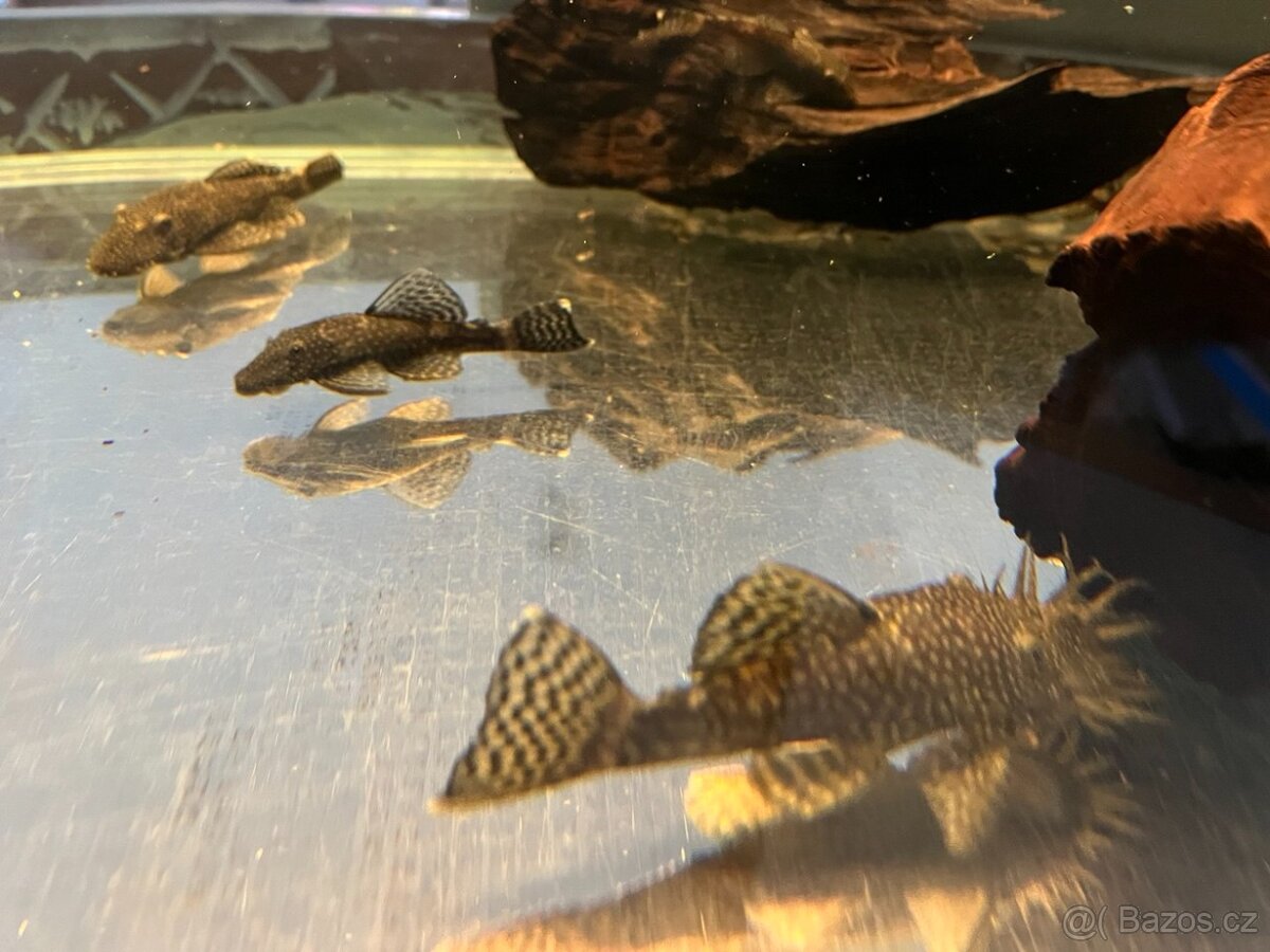 Krunýřovec Ancistrus - 3