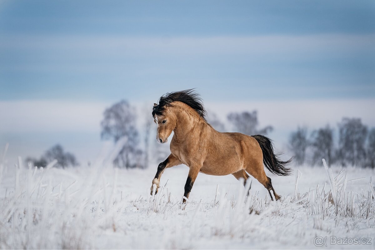 Připouštění Welsh mountain Pony - 3