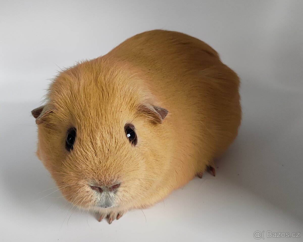 Nabídka morčátek z chovatelské stanice - 3