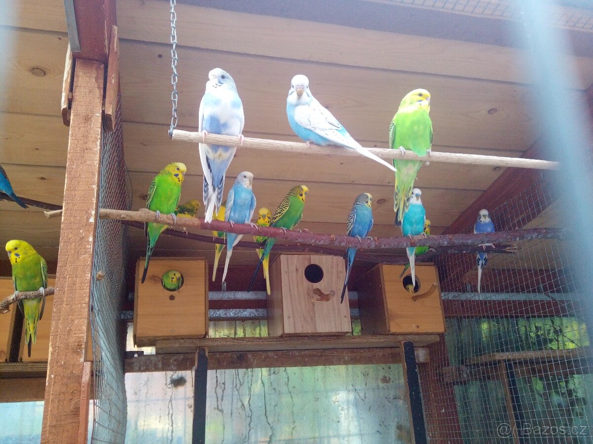 Andulka vlnkovaná - 3