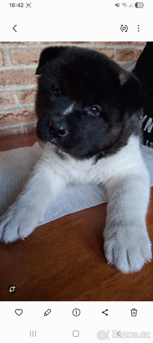 Štěňátka americká akita - 3