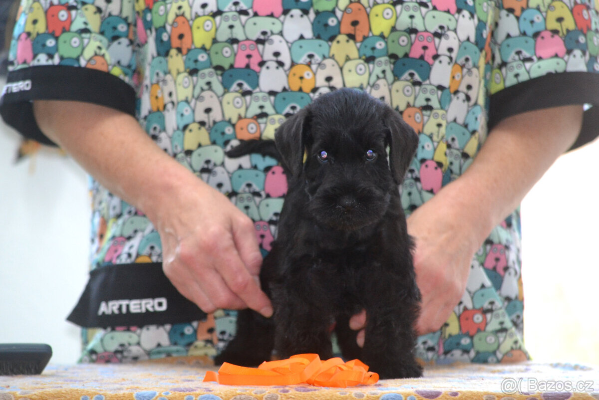Knírač malý černý - top šteňátka s PP - 3