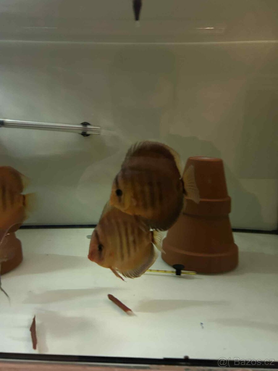 Terčovci Red cover - 3