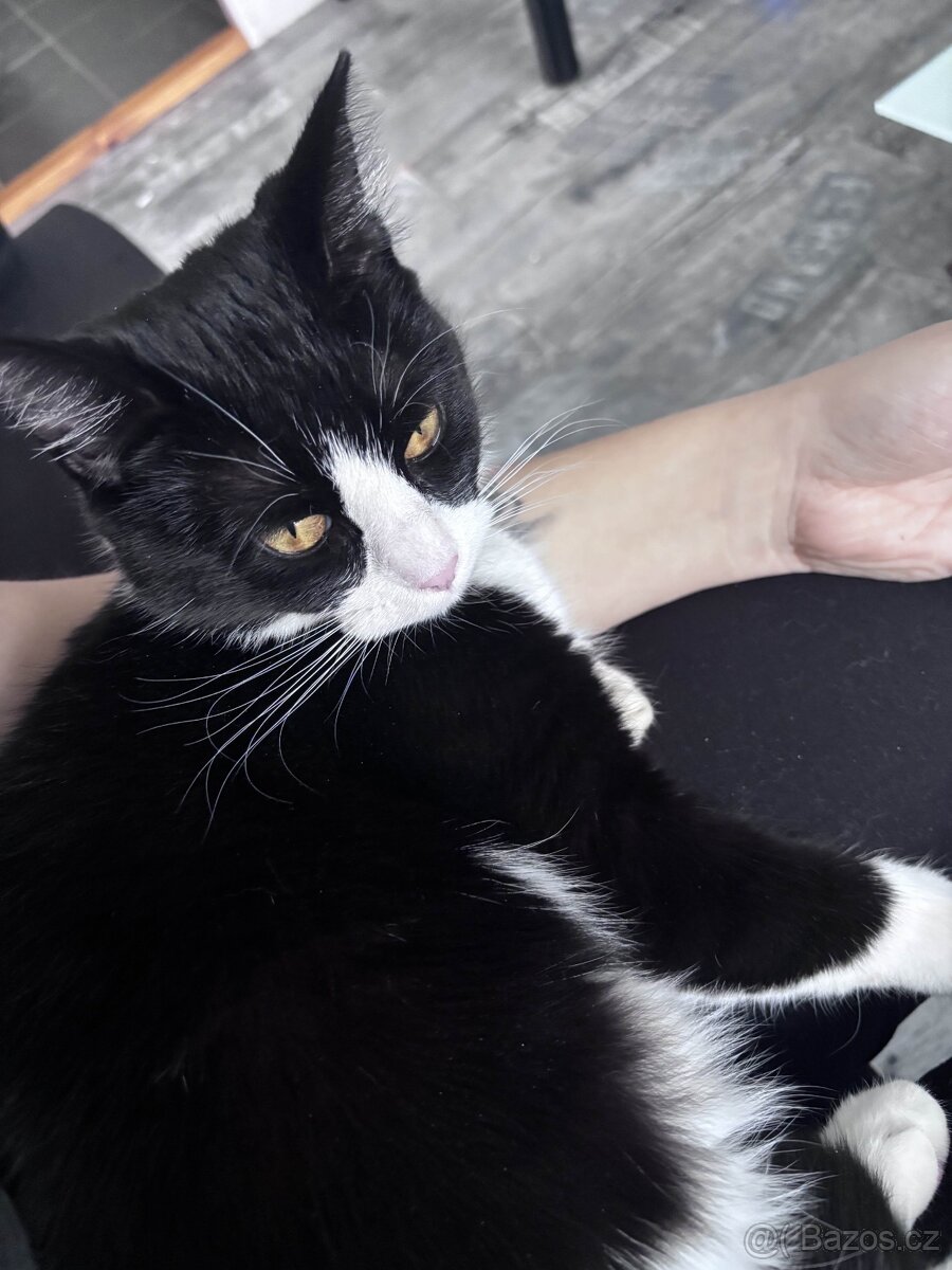 Daruji kočičku do dobrých rukou - 3