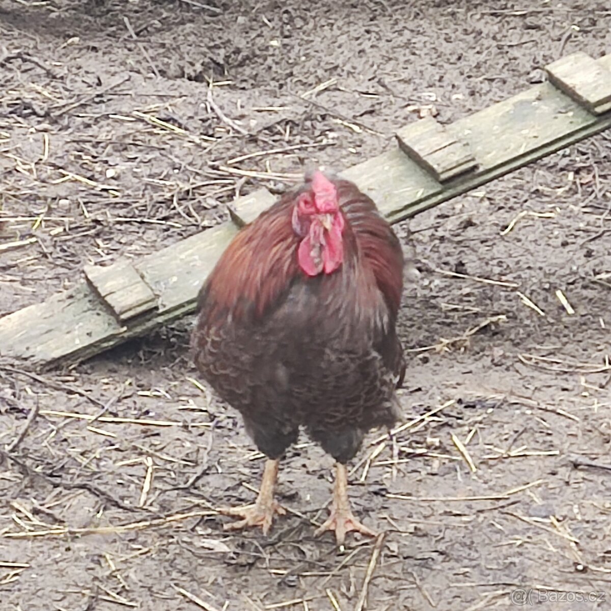 Wyandotka zdrobnělá - - 3