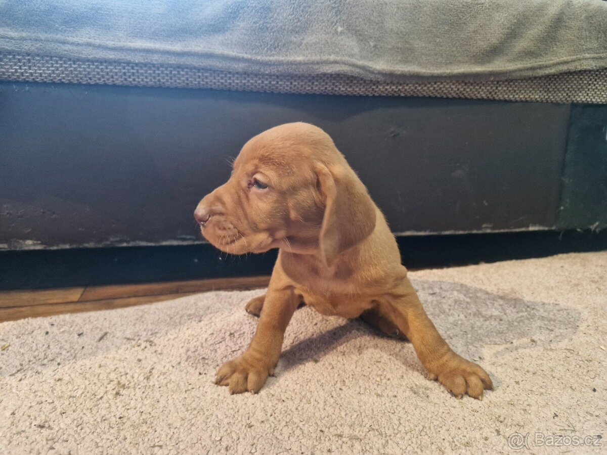 Madarska vyzla sPP - 3