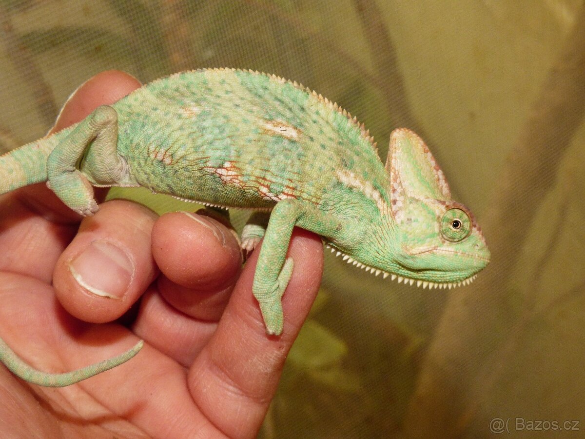 Chameleon jemenský - 3
