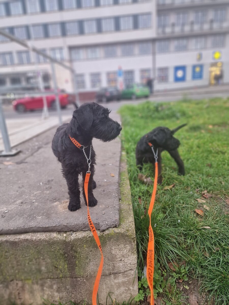 Knirač střední černý štěňatka - 3