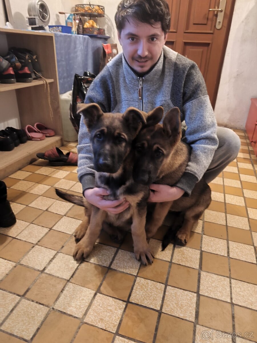 Německý ovčák bez PP - 3