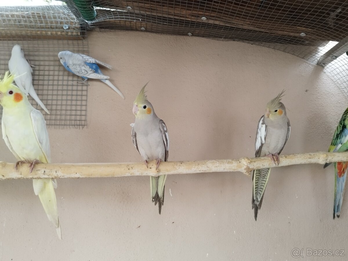 Korela chocholatá - 3